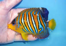 画像1: 【海水魚・ヤッコ】【通販】状態良好♪【モルディブ産】インドニシキヤッコ（MLサイズ）イレギュラーバンド(個体販売）（±11cm）No.34（生体）(海水魚) (1)