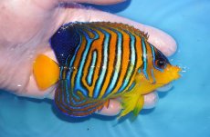 画像2: 【海水魚・ヤッコ】【通販】状態良好♪【モルディブ産】インドニシキヤッコ（MLサイズ）イレギュラーバンド(個体販売）（±11cm）No.34（生体）(海水魚) (2)