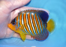 画像1: 【海水魚・ヤッコ】【通販】状態良好♪【モルディブ産】インドニシキヤッコ（MLサイズ）(個体販売）（±11cm）No.35（生体）(海水魚) (1)
