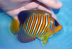 画像2: 【海水魚・ヤッコ】【通販】状態良好♪【モルディブ産】インドニシキヤッコ（MLサイズ）(個体販売）（±11cm）No.35（生体）(海水魚) (2)
