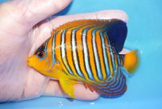 画像1: 【海水魚・ヤッコ】【通販】状態良好♪【モルディブ産】インドニシキヤッコ（MLサイズ）(個体販売）（±11cm）No.36（生体）(海水魚) (1)