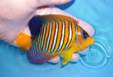 画像2: 【海水魚・ヤッコ】【通販】状態良好♪【モルディブ産】インドニシキヤッコ（MLサイズ）(個体販売）（±11cm）No.36（生体）(海水魚) (2)