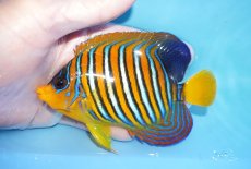 画像1: 【海水魚・ヤッコ】【通販】状態良好♪【モルディブ産】インドニシキヤッコ（MLサイズ）(個体販売）（±11.5cm）No.37（生体）(海水魚) (1)