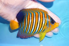 画像2: 【海水魚・ヤッコ】【通販】状態良好♪【モルディブ産】インドニシキヤッコ（MLサイズ）(個体販売）（±11.5cm）No.37（生体）(海水魚) (2)