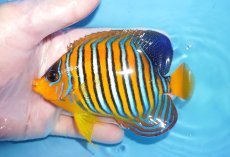 画像1: 【海水魚・ヤッコ】【通販】状態良好♪【モルディブ産】インドニシキヤッコ（MLサイズ）(個体販売）（±11.5cm）No.38（生体）(海水魚) (1)