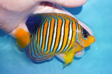 画像2: 【海水魚・ヤッコ】【通販】状態良好♪【モルディブ産】インドニシキヤッコ（MLサイズ）(個体販売）（±11.5cm）No.38（生体）(海水魚) (2)