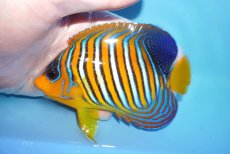 画像1: 【海水魚・ヤッコ】【通販】状態良好♪【モルディブ産】インドニシキヤッコ（MLサイズ）(個体販売）（±11.5cm）No.39（生体）(海水魚) (1)