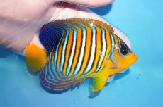 画像2: 【海水魚・ヤッコ】【通販】状態良好♪【モルディブ産】インドニシキヤッコ（MLサイズ）(個体販売）（±11.5cm）No.39（生体）(海水魚) (2)