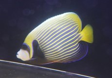 画像1: 【10％OFFクーポン対象個体】 【海水魚・ヤッコ】【通販】人工飼料爆食いです♪タテジマキンチャクダイ（Lサイズ/インド洋産）(個体販売）（±16cm）（生体）(海水魚) (1)