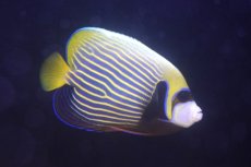画像2: 【10％OFFクーポン対象個体】 【海水魚・ヤッコ】【通販】人工飼料爆食いです♪タテジマキンチャクダイ（Lサイズ/インド洋産）(個体販売）（±16cm）（生体）(海水魚) (2)