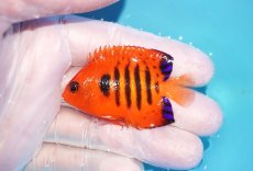 画像1: 【10％OFFクーポン対象個体】 【海水魚・ヤッコ】【通販】状態良好♪【マーシャル産】フレームエンゼル（SM）(個体販売）（±5.5cm）No.1（生体）(海水魚) (1)