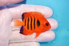 画像2: 【10％OFFクーポン対象個体】 【海水魚・ヤッコ】【通販】状態良好♪【マーシャル産】フレームエンゼル（SM）(個体販売）（±5.5cm）No.1（生体）(海水魚) (2)