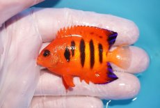 画像1: 【10％OFFクーポン対象個体】 【海水魚・ヤッコ】【通販】状態良好♪【マーシャル産】フレームエンゼル（M）(個体販売）（±6cm）No.2（生体）(海水魚) (1)