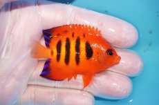 画像2: 【10％OFFクーポン対象個体】 【海水魚・ヤッコ】【通販】状態良好♪【マーシャル産】フレームエンゼル（M）(個体販売）（±6cm）No.2（生体）(海水魚) (2)