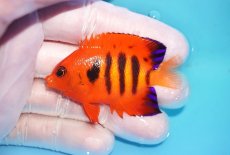 画像1: 【10％OFFクーポン対象個体】 【海水魚・ヤッコ】【通販】状態良好♪【マーシャル産】フレームエンゼル（M）(個体販売）（±6cm）No.3（生体）(海水魚) (1)