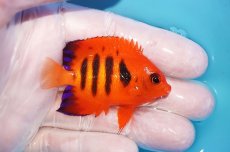 画像2: 【10％OFFクーポン対象個体】 【海水魚・ヤッコ】【通販】状態良好♪【マーシャル産】フレームエンゼル（M）(個体販売）（±6cm）No.3（生体）(海水魚) (2)