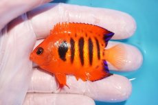 画像1: 【10％OFFクーポン対象個体】 【海水魚・ヤッコ】【通販】状態良好♪【マーシャル産】フレームエンゼル（M）(個体販売）（±6cm）No.4（生体）(海水魚) (1)