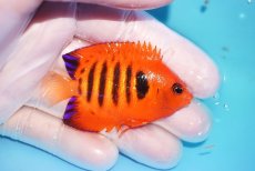 画像2: 【10％OFFクーポン対象個体】 【海水魚・ヤッコ】【通販】状態良好♪【マーシャル産】フレームエンゼル（M）(個体販売）（±6cm）No.4（生体）(海水魚) (2)