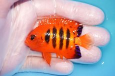 画像1: 【10％OFFクーポン対象個体】 【海水魚・ヤッコ】【通販】状態良好♪【マーシャル産】フレームエンゼル（M）(個体販売）（±6cm）No.5（生体）(海水魚) (1)