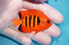 画像2: 【10％OFFクーポン対象個体】 【海水魚・ヤッコ】【通販】状態良好♪【マーシャル産】フレームエンゼル（M）(個体販売）（±6cm）No.5（生体）(海水魚) (2)