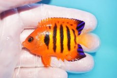 画像1: 【10％OFFクーポン対象個体】 【海水魚・ヤッコ】【通販】状態良好♪【マーシャル産】フレームエンゼル（M）(個体販売）（±6cm）No.6（生体）(海水魚) (1)