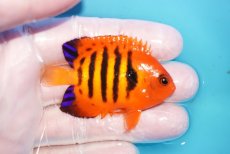 画像2: 【10％OFFクーポン対象個体】 【海水魚・ヤッコ】【通販】状態良好♪【マーシャル産】フレームエンゼル（M）(個体販売）（±6cm）No.6（生体）(海水魚) (2)