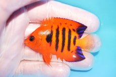 画像1: 【10％OFFクーポン対象個体】 【海水魚・ヤッコ】【通販】状態良好♪【マーシャル産】フレームエンゼル（M）(個体販売）（±6cm）No.7（生体）(海水魚) (1)