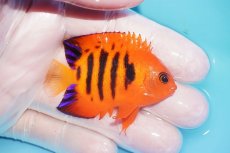 画像2: 【10％OFFクーポン対象個体】 【海水魚・ヤッコ】【通販】状態良好♪【マーシャル産】フレームエンゼル（M）(個体販売）（±6cm）No.7（生体）(海水魚) (2)
