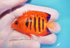 画像1: 【10％OFFクーポン対象個体】 【海水魚・ヤッコ】【通販】状態良好♪【マーシャル産】フレームエンゼル（M）(個体販売）（±6.5cm）No.8（生体）(海水魚) (1)