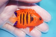 画像2: 【10％OFFクーポン対象個体】 【海水魚・ヤッコ】【通販】状態良好♪【マーシャル産】フレームエンゼル（M）(個体販売）（±6.5cm）No.8（生体）(海水魚) (2)