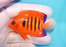 画像1: 【10％OFFクーポン対象個体】 【海水魚・ヤッコ】【通販】状態良好♪【マーシャル産】フレームエンゼル（M）(個体販売）（±6.5cm）No.9（生体）(海水魚) (1)