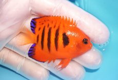 画像2: 【10％OFFクーポン対象個体】 【海水魚・ヤッコ】【通販】状態良好♪【マーシャル産】フレームエンゼル（M）(個体販売）（±6.5cm）No.9（生体）(海水魚) (2)