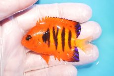 画像1: 【10％OFFクーポン対象個体】 【海水魚・ヤッコ】【通販】状態良好♪【マーシャル産】フレームエンゼル（M）(個体販売）（±6.5cm）No.10（生体）(海水魚) (1)