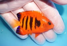 画像2: 【10％OFFクーポン対象個体】 【海水魚・ヤッコ】【通販】状態良好♪【マーシャル産】フレームエンゼル（M）(個体販売）（±6.5cm）No.10（生体）(海水魚) (2)