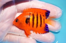画像1: 【10％OFFクーポン対象個体】 【海水魚・ヤッコ】【通販】状態良好♪【マーシャル産】フレームエンゼル（M）(個体販売）（±6.5cm）No.12（生体）(海水魚) (1)