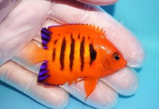 画像2: 【10％OFFクーポン対象個体】 【海水魚・ヤッコ】【通販】状態良好♪【マーシャル産】フレームエンゼル（M）(個体販売）（±6.5cm）No.12（生体）(海水魚) (2)
