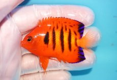 画像1: 【10％OFFクーポン対象個体】 【海水魚・ヤッコ】【通販】状態良好♪【マーシャル産】フレームエンゼル（M）(個体販売）（±6.5cm）No.13（生体）(海水魚) (1)
