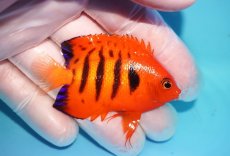 画像2: 【10％OFFクーポン対象個体】 【海水魚・ヤッコ】【通販】状態良好♪【マーシャル産】フレームエンゼル（M）(個体販売）（±6.5cm）No.13（生体）(海水魚) (2)