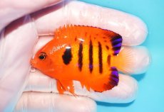 画像1: 【10％OFFクーポン対象個体】 【海水魚・ヤッコ】【通販】状態良好♪【マーシャル産】フレームエンゼル（M）(個体販売）（±6.5cm）No.14（生体）(海水魚) (1)