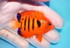 画像2: 【10％OFFクーポン対象個体】 【海水魚・ヤッコ】【通販】状態良好♪【マーシャル産】フレームエンゼル（M）(個体販売）（±6.5cm）No.14（生体）(海水魚) (2)