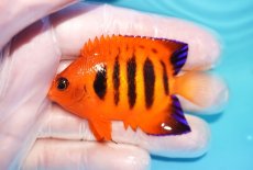 画像1: 【10％OFFクーポン対象個体】 【海水魚・ヤッコ】【通販】状態良好♪【マーシャル産】フレームエンゼル（M）(個体販売）（±6.5cm）No.15（生体）(海水魚) (1)
