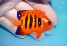 画像2: 【10％OFFクーポン対象個体】 【海水魚・ヤッコ】【通販】状態良好♪【マーシャル産】フレームエンゼル（M）(個体販売）（±6.5cm）No.15（生体）(海水魚) (2)