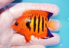 画像1: 【10％OFFクーポン対象個体】 【海水魚・ヤッコ】【通販】状態良好♪【マーシャル産】フレームエンゼル（M）(個体販売）（±6.5cm）No.16（生体）(海水魚) (1)