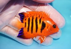 画像2: 【10％OFFクーポン対象個体】 【海水魚・ヤッコ】【通販】状態良好♪【マーシャル産】フレームエンゼル（M）(個体販売）（±6.5cm）No.16（生体）(海水魚) (2)