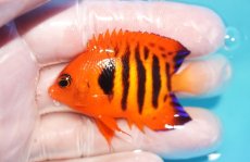 画像1: 【10％OFFクーポン対象個体】 【海水魚・ヤッコ】【通販】状態良好♪【マーシャル産】フレームエンゼル（SM）(個体販売）（±5.5cm）No.18（生体）(海水魚) (1)