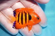 画像2: 【10％OFFクーポン対象個体】 【海水魚・ヤッコ】【通販】状態良好♪【マーシャル産】フレームエンゼル（SM）(個体販売）（±5.5cm）No.18（生体）(海水魚) (2)