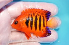 画像1: 【10％OFFクーポン対象個体】 【海水魚・ヤッコ】【通販】状態良好♪【マーシャル産】フレームエンゼル（M）(個体販売）（±6cm）No.19（生体）(海水魚) (1)
