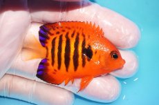 画像2: 【10％OFFクーポン対象個体】 【海水魚・ヤッコ】【通販】状態良好♪【マーシャル産】フレームエンゼル（M）(個体販売）（±6cm）No.19（生体）(海水魚) (2)