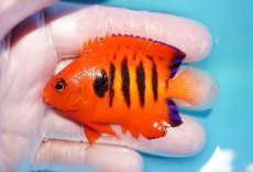画像1: 【10％OFFクーポン対象個体】 【海水魚・ヤッコ】【通販】状態良好♪【マーシャル産】フレームエンゼル（M）(個体販売）（±6.5cm）No.21（生体）(海水魚) (1)
