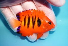 画像2: 【10％OFFクーポン対象個体】 【海水魚・ヤッコ】【通販】状態良好♪【マーシャル産】フレームエンゼル（M）(個体販売）（±6.5cm）No.21（生体）(海水魚) (2)